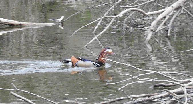 mandarynka  - Janusz Maliczak