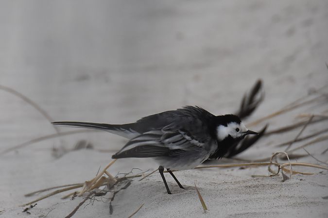 pliszka siwa (brytyjska, ssp. yarrellii)  - Krystian Pytel