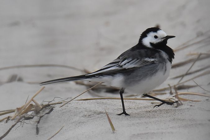 pliszka siwa (brytyjska, ssp. yarrellii)  - Krystian Pytel