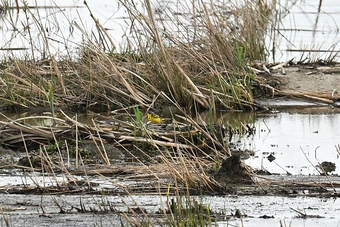 pliszka żółta (tundrowa, ssp. thunbergi) 