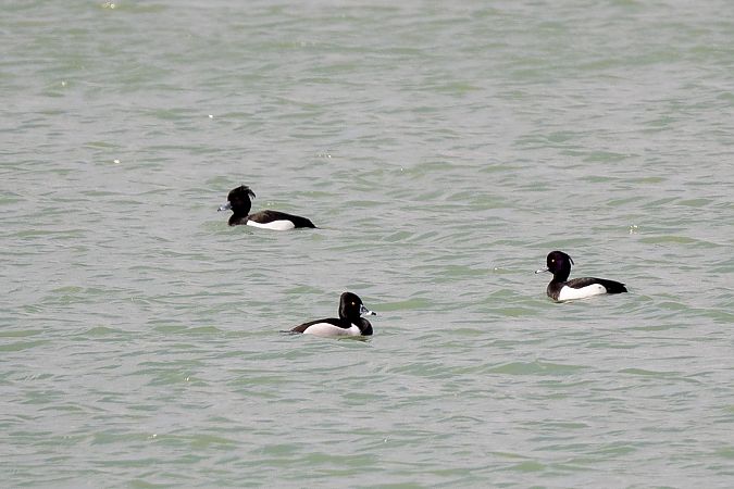 Ringschnabelente  - Ewa Janas