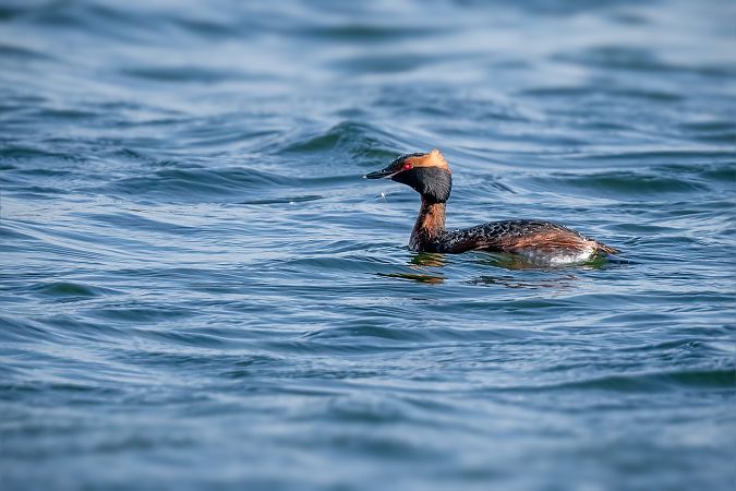 perkoz rogaty  - Ewa Janas