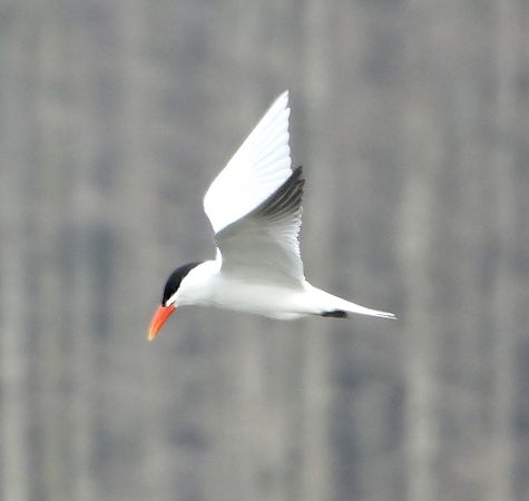 rybitwa wielkodzioba  - Geoff Boulton