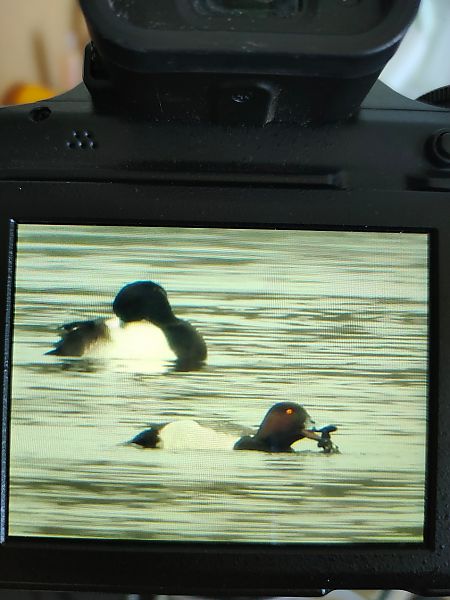 głowienka x czernica  - Przemysław Boguszewski