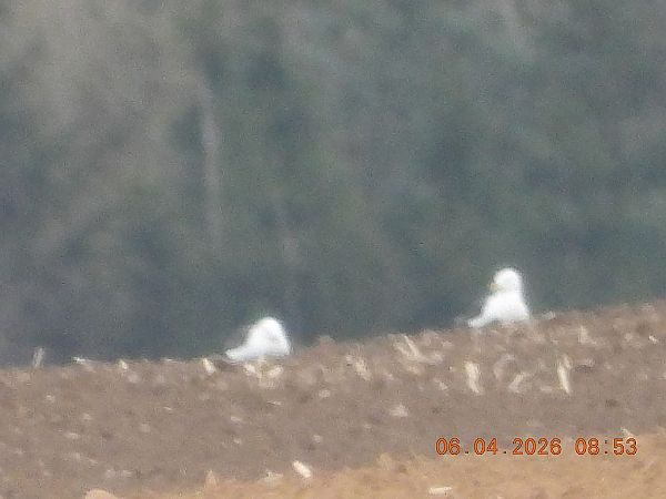 mewa żółtonoga (ssp. fuscus)  - Piotr Klukiewicz