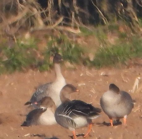 gęś krótkodzioba  - Piotr Klukiewicz