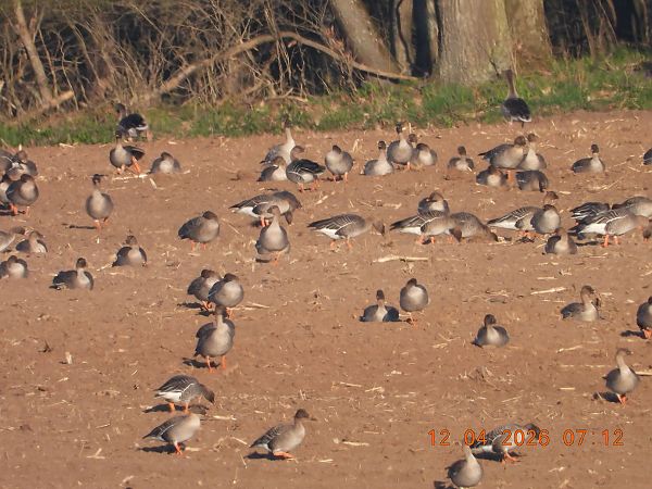 Kurzschnabelgans  - Piotr Klukiewicz