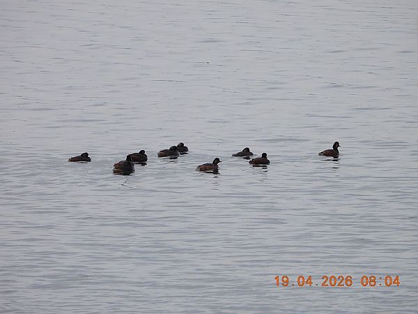 zausznik  - Piotr Klukiewicz