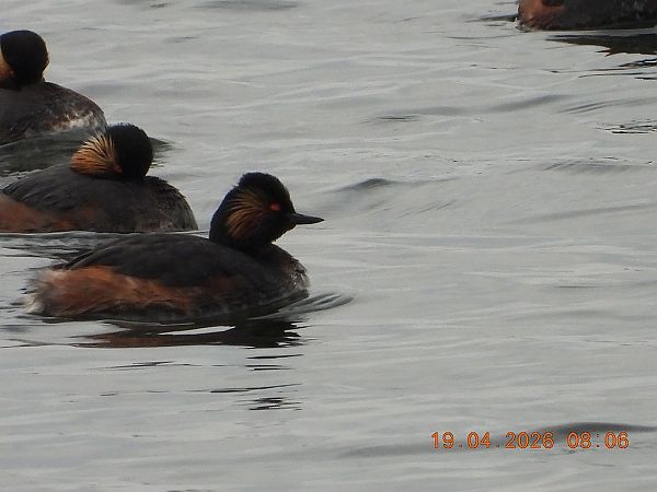 Schwarzhalstaucher  - Piotr Klukiewicz
