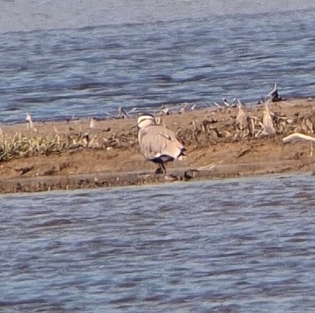 Steppenkiebitz  - Rafał Kuczmaszewski