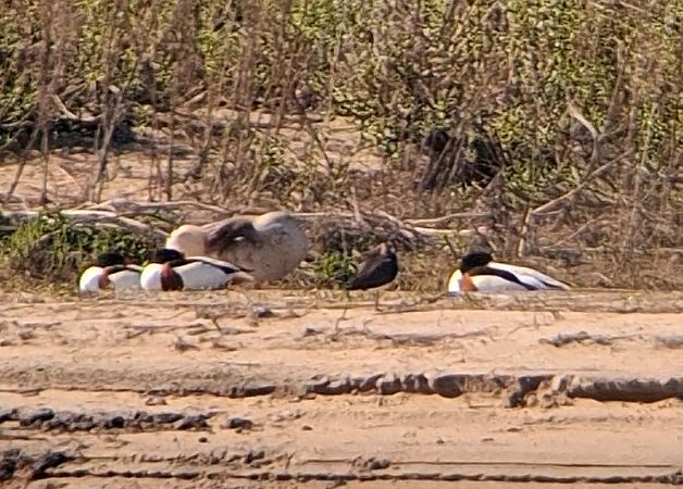 ohar  - Rafał Kuczmaszewski