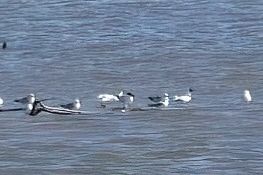 rybitwa wielkodzioba 