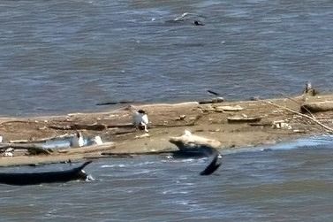 rybitwa wielkodzioba 