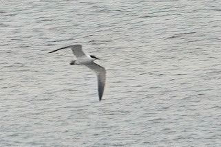 rybitwa wielkodzioba 