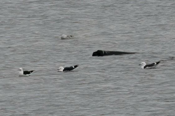 mewa żółtonoga (ssp. fuscus) 