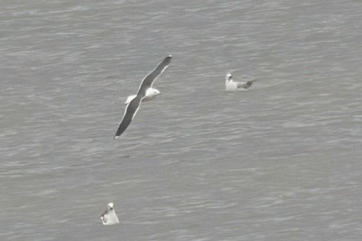 mewa żółtonoga (ssp. graellsii / intermedius) 