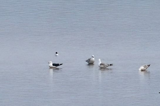 Heringsmöwe (ssp. fuscus) 