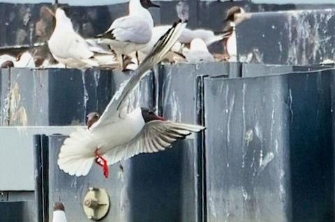 Schwarzkopf-_x_Lachmöwe 