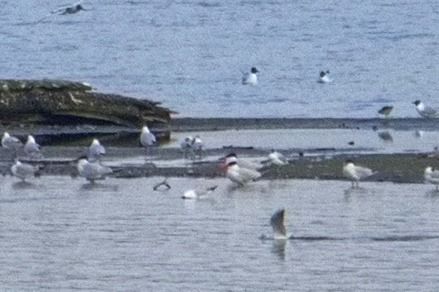 rybitwa wielkodzioba 