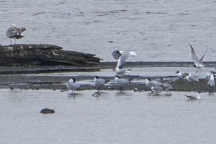 rybitwa wielkodzioba 