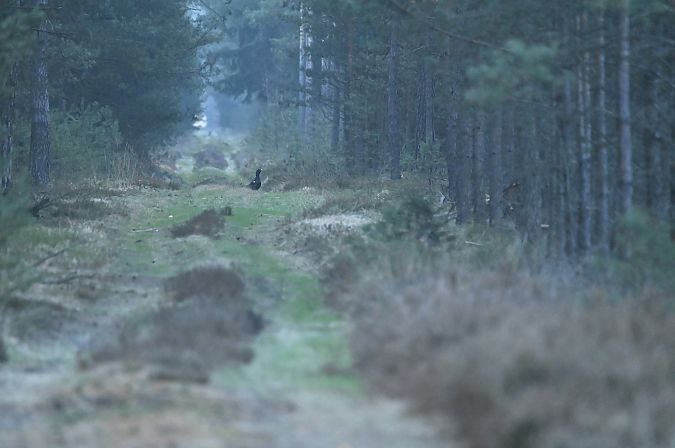 głuszec  - Marian Giertych
