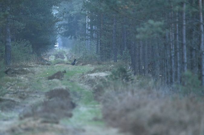 Auerhuhn  - Marian Giertych
