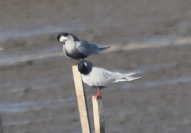 Weißbart-Seeschwalbe  - Piotr Łagosz