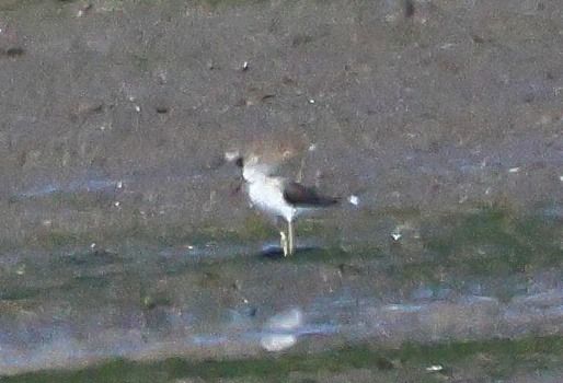 Teichwasserläufer  - Piotr Łagosz