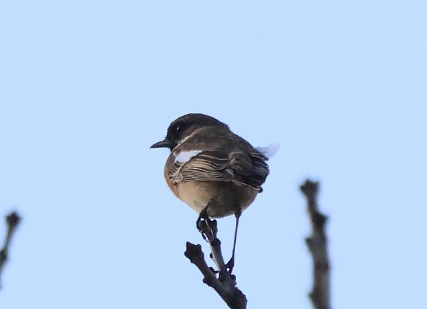 European Stonechat  - Piotr Łagosz