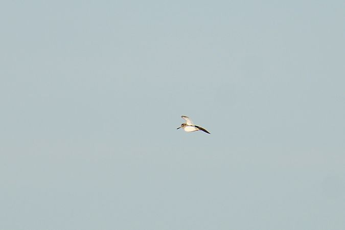 Zwergschnepfe  - Krzysztof Nowak