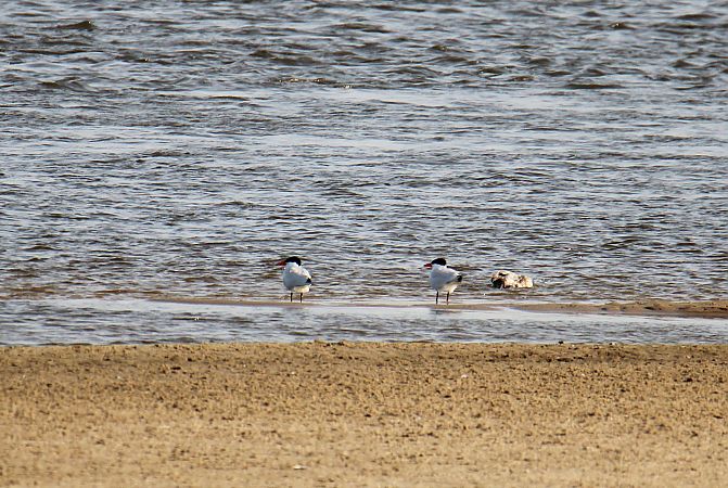 rybitwa wielkodzioba  - Krzysztof Nowak