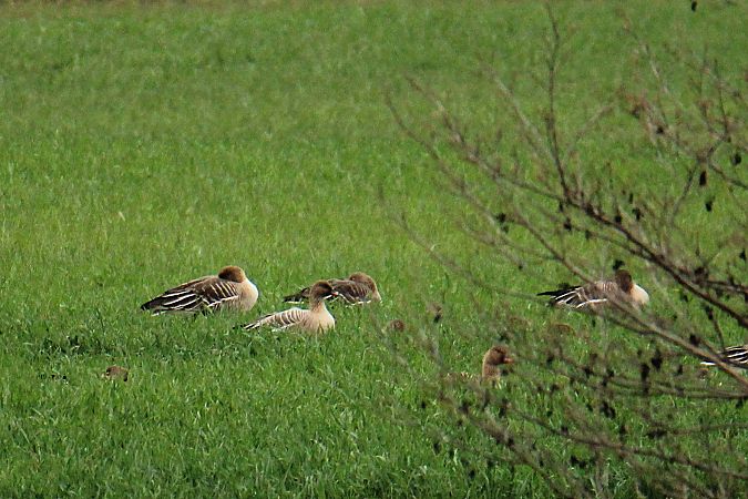 gęś krótkodzioba  - Krzysztof Nowak