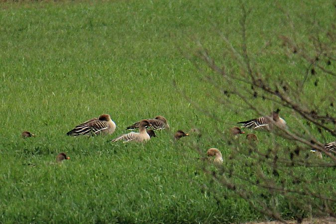 Kurzschnabelgans  - Krzysztof Nowak