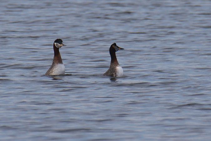 Rothalstaucher  - Mariusz Zub