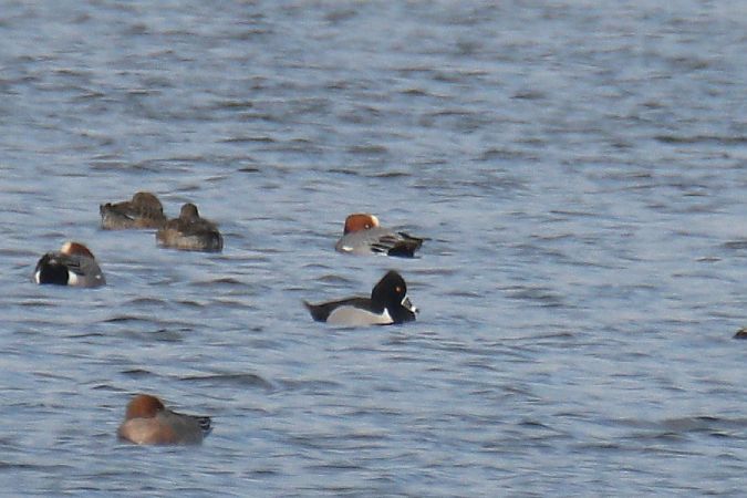 czerniczka  - Mariusz Zub