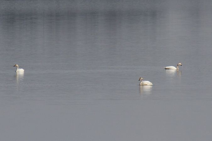 łabędź czarnodzioby  - Mariusz Zub