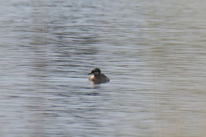 perkoz rdzawoszyi  - Mariusz Zub