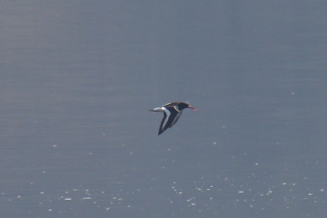 ostrygojad  - Mariusz Zub