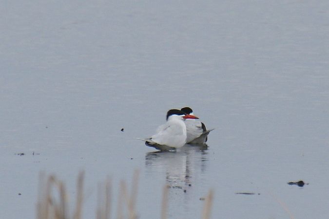 rybitwa wielkodzioba  - Mariusz Zub