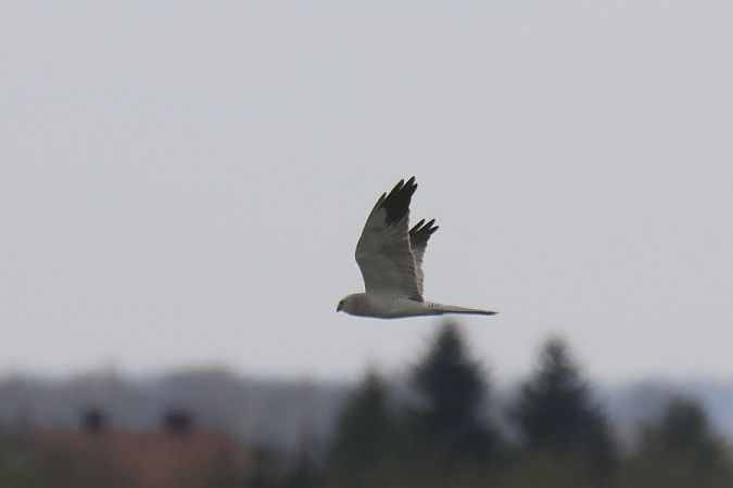 błotniak stepowy  - Mariusz Zub