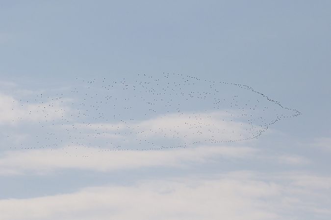 batalion  - Mariusz Zub