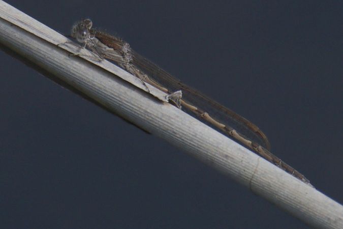 straszka pospolita  - Mariusz Zub