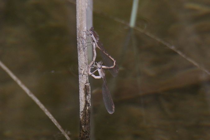 straszka syberyjska  - Mariusz Zub