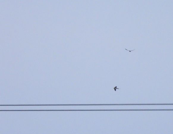 dymówka  - Natalia Gorczowska