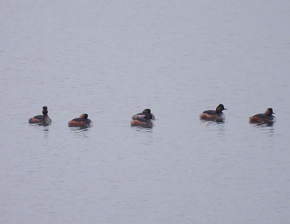 Schwarzhalstaucher  - Natalia Gorczowska