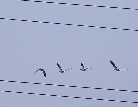 gęsiówka egipska  - Natalia Gorczowska