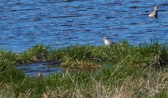 brodziec pławny  - Teresa Mariusz Blank