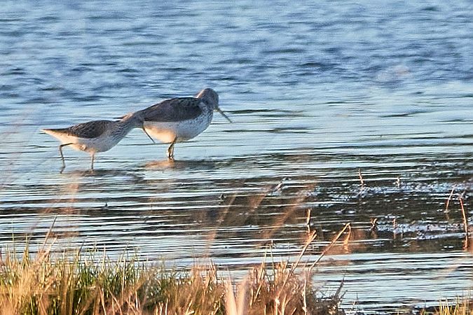 brodziec pławny  - Teresa Mariusz Blank