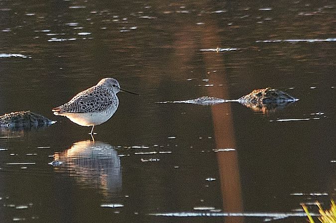 brodziec pławny  - Teresa Mariusz Blank