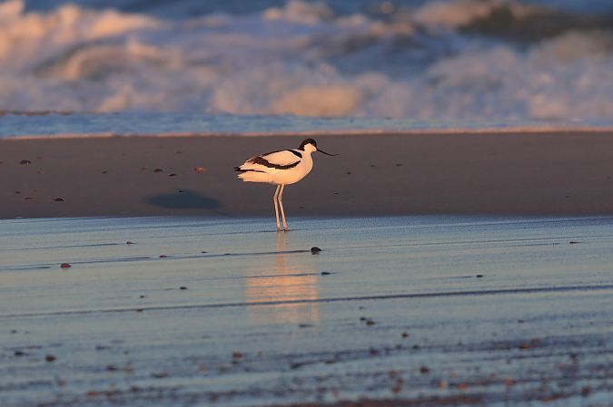 szablodziób  - Remigiusz Konieczny